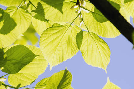 Green leaves on a blue backgroundの写真素材