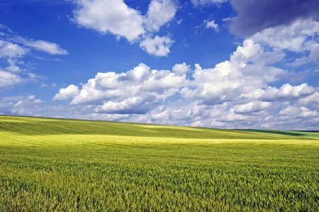 Landscape - a wheat field on a background of blue sky