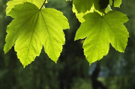 Nature background - two green maple leaf