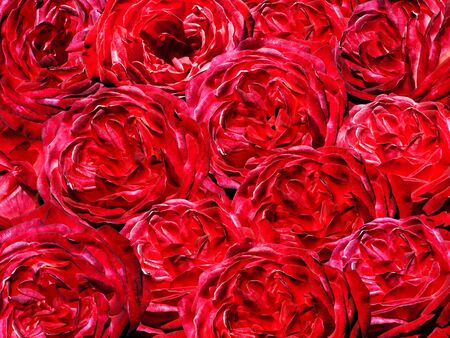 The perfect backdrop of the many red rosesの写真素材