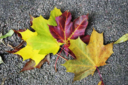 Colorful leaves of the maple