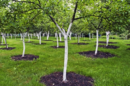 Beautiful landscape - fruit trees and green grassの写真素材
