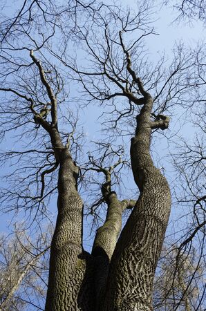 Tree without leaves, isolated over blueの写真素材