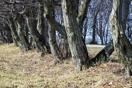 Linden alley - trees without leavesの写真素材