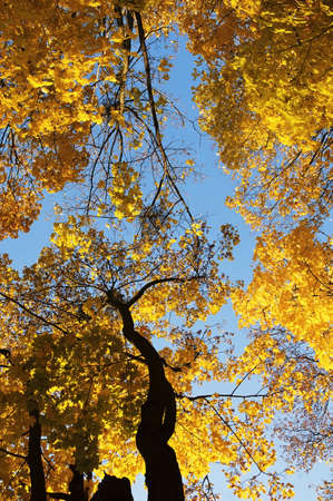 Background - yellow leaves against blue skyの写真素材