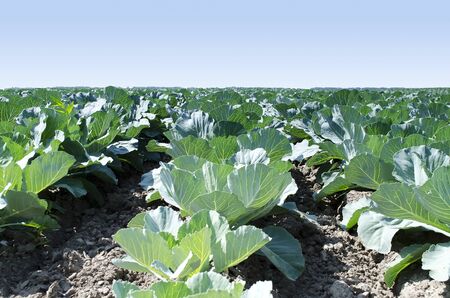 Natural background - cabbage leaves on the fieldの写真素材
