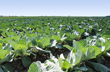 Natural background - cabbage leaves on the fieldの写真素材