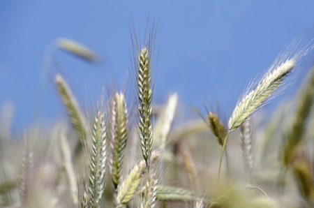 Natural background - ears of barley close-up の写真素材
