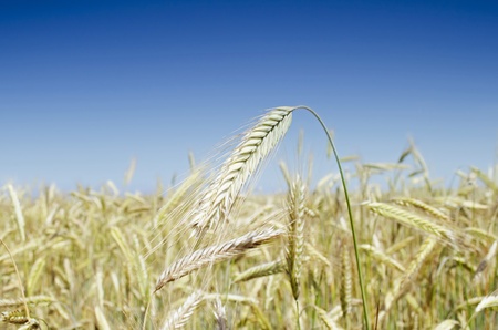 Natural background - ears of wheat close-up の写真素材