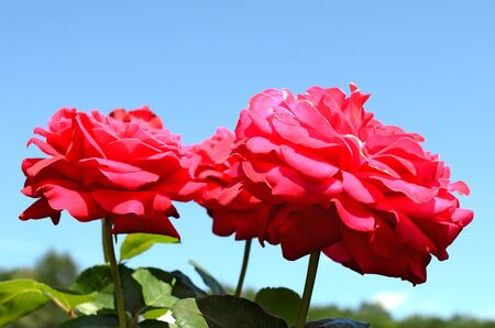 Big pink roses close upの写真素材