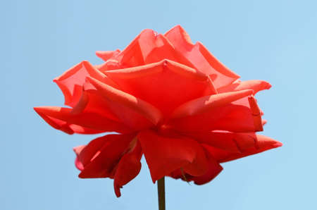 Red rose close up, isolated over blueの写真素材