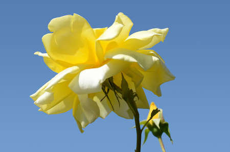 Yellow rose close up, isolated over blueの写真素材