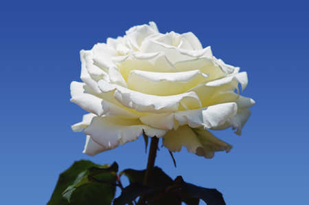 White rose close up, isolated over blueの写真素材