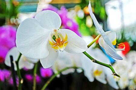 White orchids on a colorful backgroundの写真素材