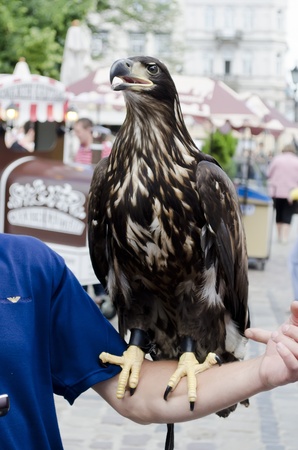 Eagleの写真素材