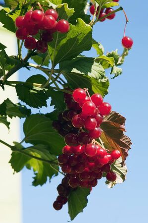 Fruits are red viburnum against the blue skyの写真素材