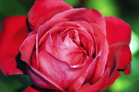 Red rose on a green backgroundの写真素材