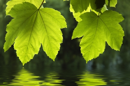 Nature background - two green maple leafの写真素材