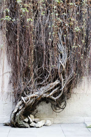 Grape tree without leaves, growing along the wallの写真素材