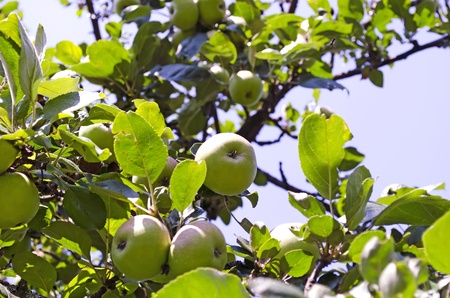 Harvest apples on the branches of a apple-treeの写真素材