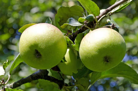 Three apples with green leaves closeupの写真素材