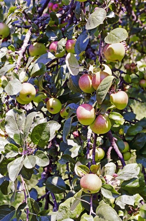 Harvest apples on the branches of a apple-treeの写真素材
