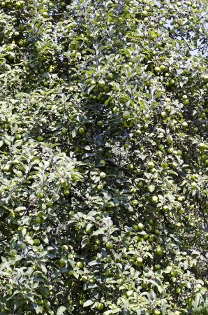 Harvest apples on the branches of a apple-treeの写真素材