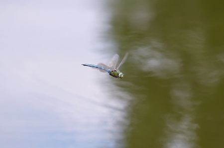 Dragonfly, flying above the water surfaceの写真素材