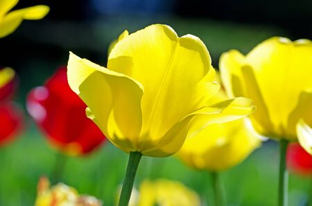 Beautiful yellow tulip against a background of green grassの写真素材