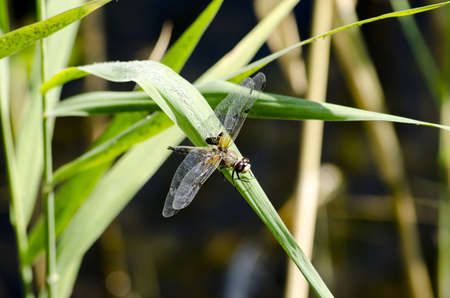 Dragonfly sitting on a green leaf