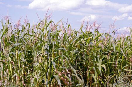 Green stalks of corn against the skyの写真素材