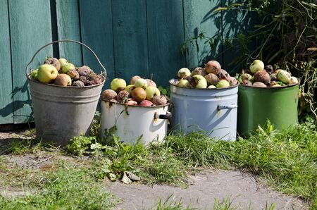 Rotten apples in buckets on the groundの写真素材