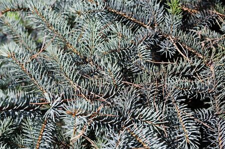 The branches of fir tree close-upの写真素材