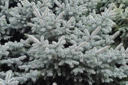 The branches of fir tree close-upの写真素材