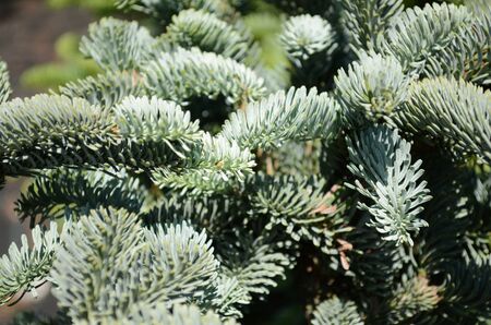 The branches of fir tree close-upの写真素材