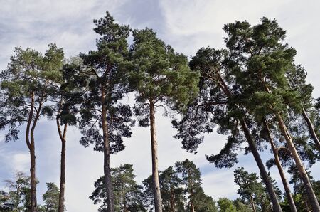 Beautiful landscape - tall pines against the skyの写真素材