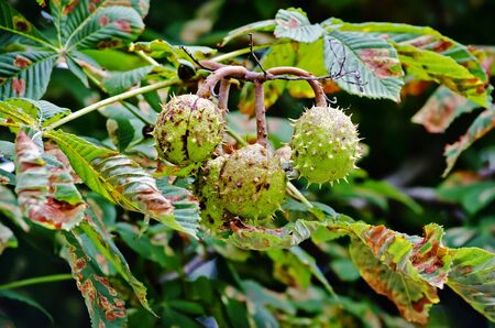 Three nuts on the branches of a chestnutの写真素材