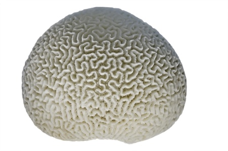 Brain coral close-up, isolated over white