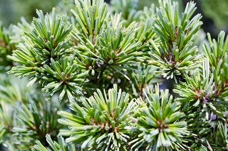 The branches of fir tree close-up