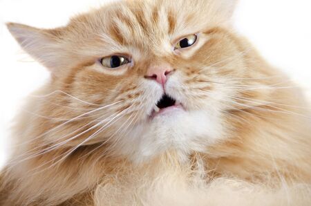 Head beautiful purebred red cat close-up, isolated over whiteの写真素材
