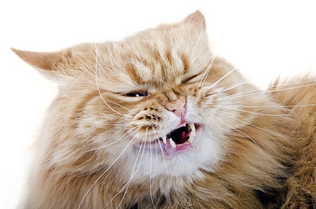 Head beautiful purebred red cat close-up, isolated over whiteの写真素材