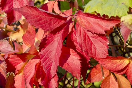 Natural background - Red and green grape leaves closeupの写真素材