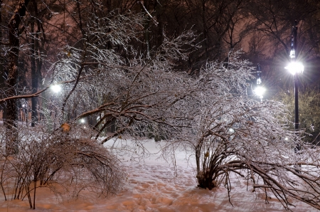 Beautiful winter landscape at the night - icy trees backlit by street lightsの写真素材
