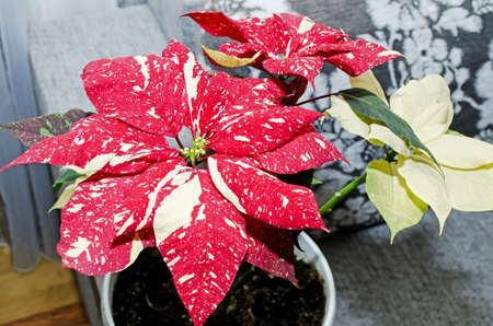 Very nice red flower の写真素材