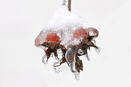 Rose hips in ice close-up against skyの写真素材