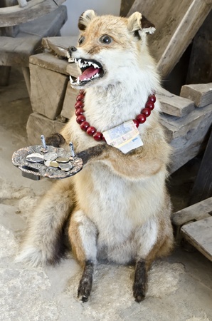 Fox with a tray begs moneyの写真素材