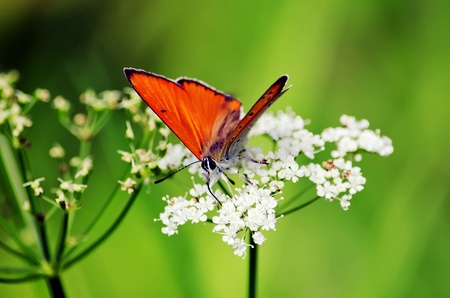 Butterfly on flower against the soft background