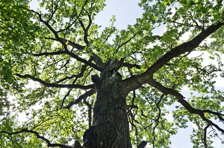 Big oak tree against sky closeupの写真素材