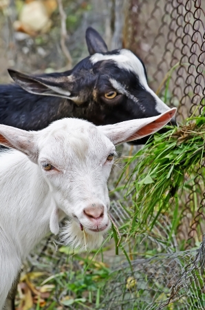 Two goats eating grass closeup の写真素材