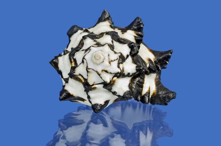 Beautiful black shell isolated on a blue background